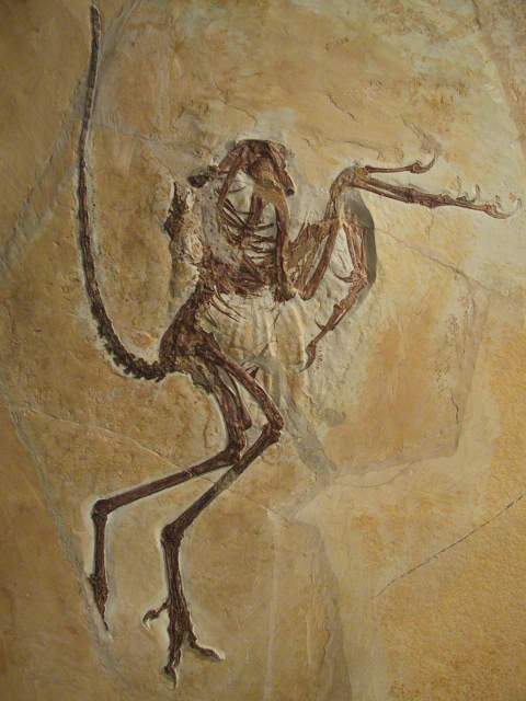 Archäopteryx1